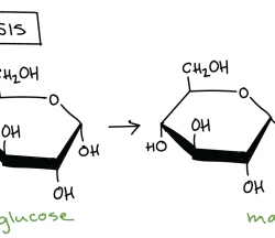 Gizmo answer key dehydration synthesis