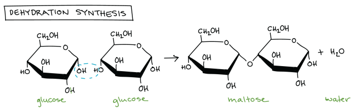 Gizmo answer key dehydration synthesis