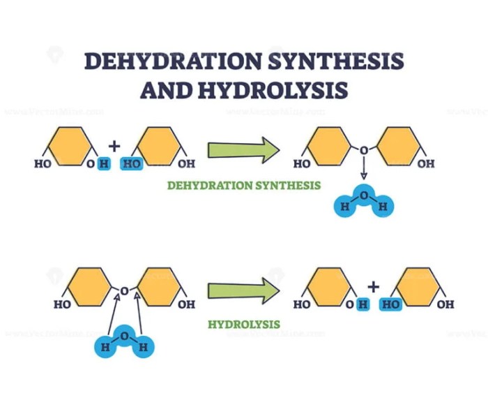 Gizmo answer key dehydration synthesis