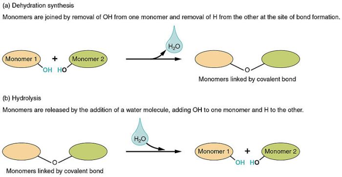 Dehydration synthesis biology