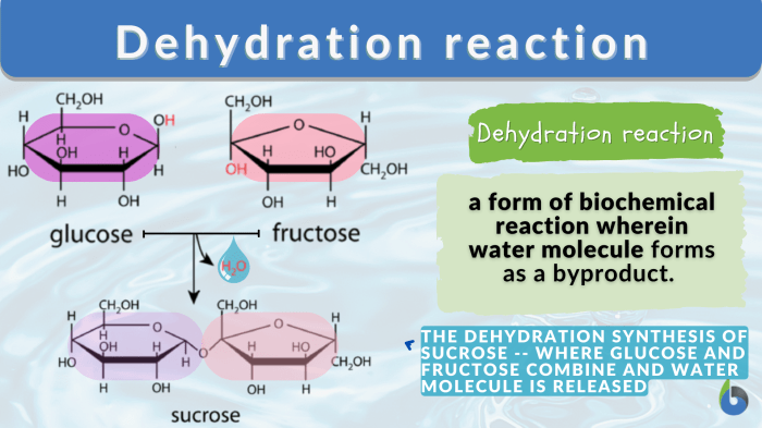 Dehydration synthesis hydrolysis biology worksheet maltose reaction chp glucose starch polysaccharides