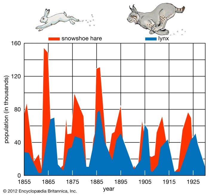 Hare and lynx populations worksheet answers