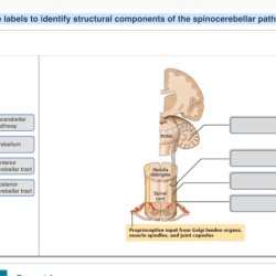 Sensory somatic pathway pathways column posterior lecture12 major anterolateral spinothalamic slideshare spino