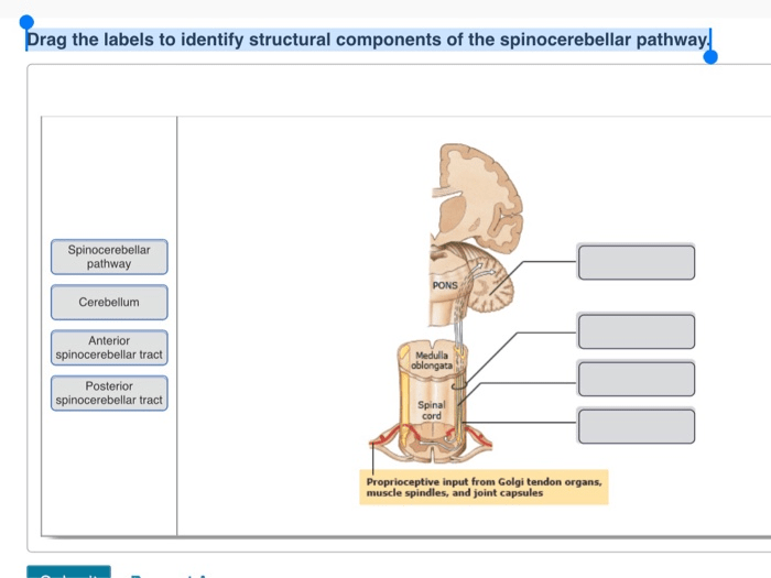 Sensory somatic pathway pathways column posterior lecture12 major anterolateral spinothalamic slideshare spino