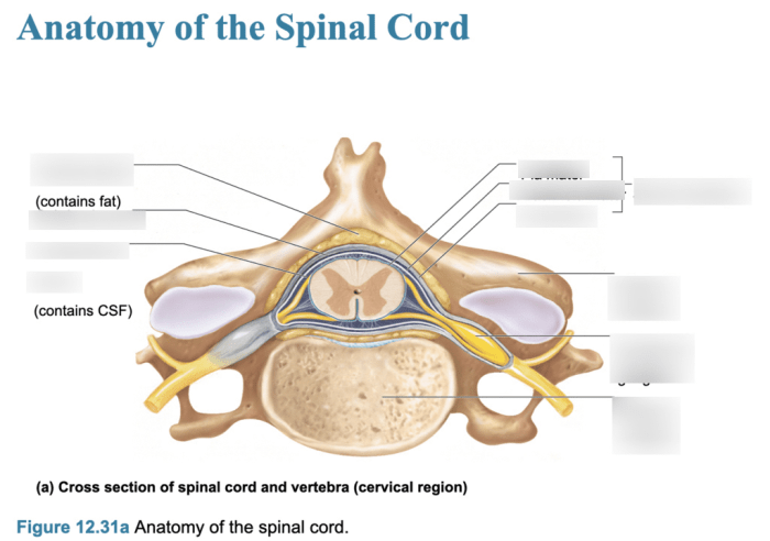 Art-labeling activity anatomical landmarks of the spinal cord