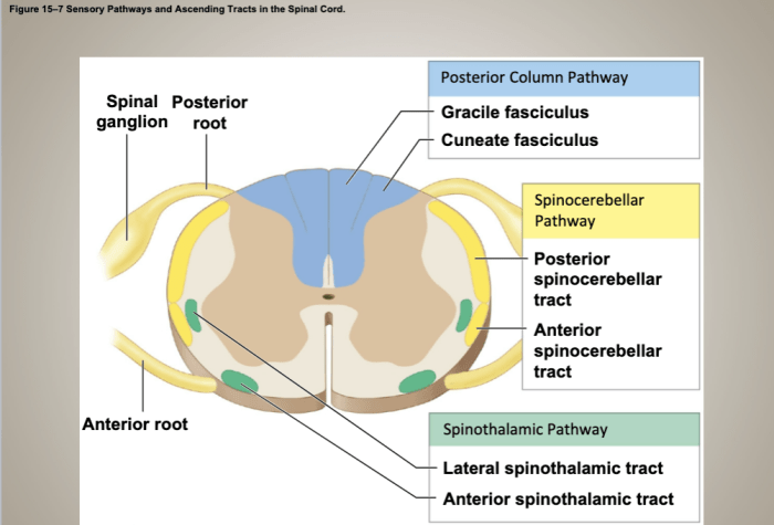 Drag the labels to identify sensory pathways.