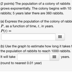 Rabbits bunnies okunoshima feral fed tourists