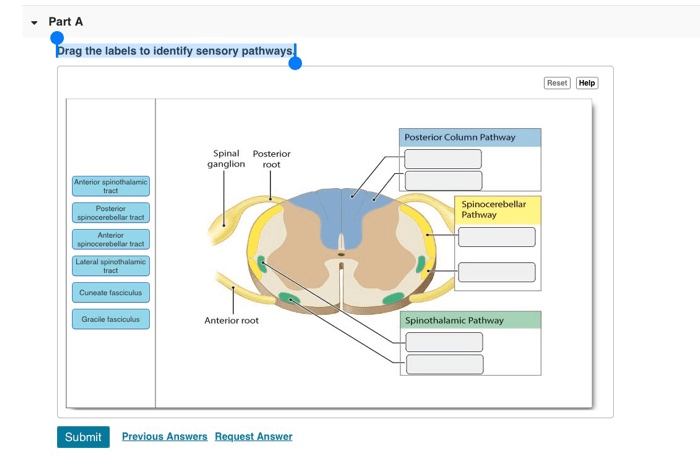 Drag the labels to identify sensory pathways.