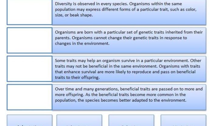 Student exploration: evolution: natural and artificial selection