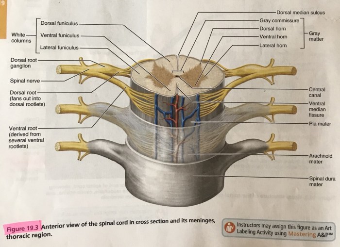 Art-labeling activity anatomical landmarks of the spinal cord